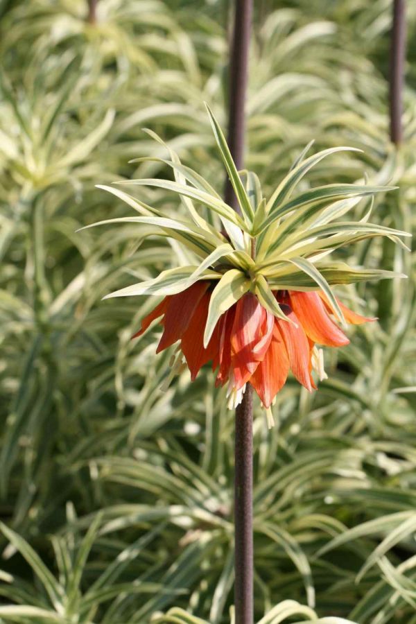 Fritillaria imperialis ' Argenteomarginata '