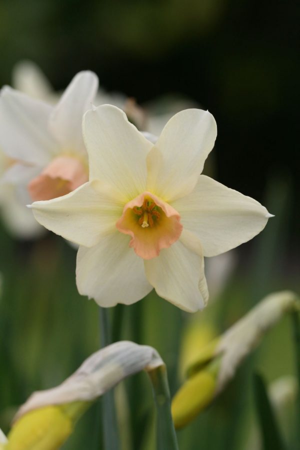 Narcissus ' Bellsong '
