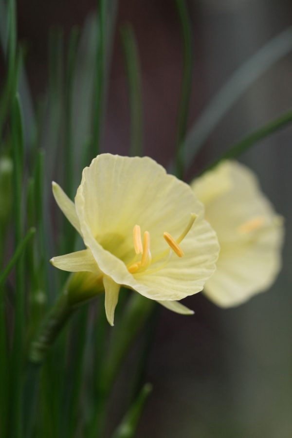 Narcissus ' Julia Jane '