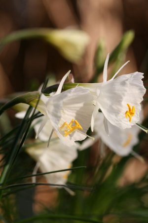 Narcissus cantabricus Nylon Goup