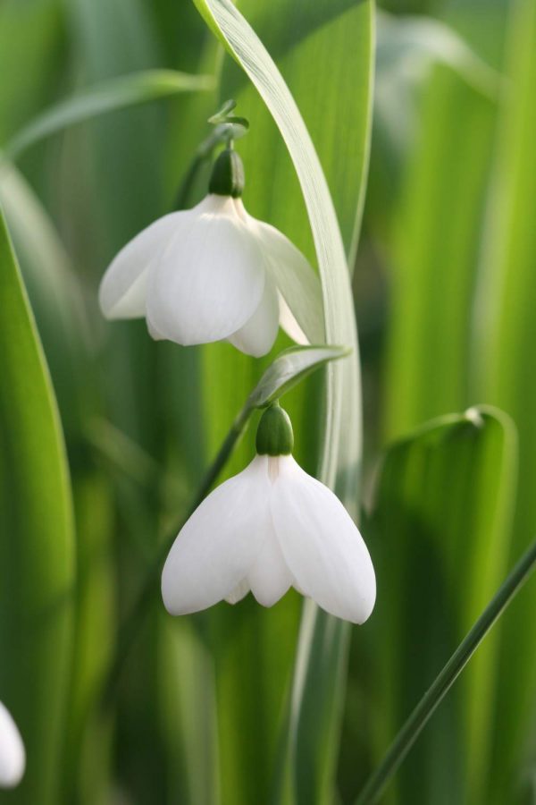 Galanthus elwesii ' White Perfection '