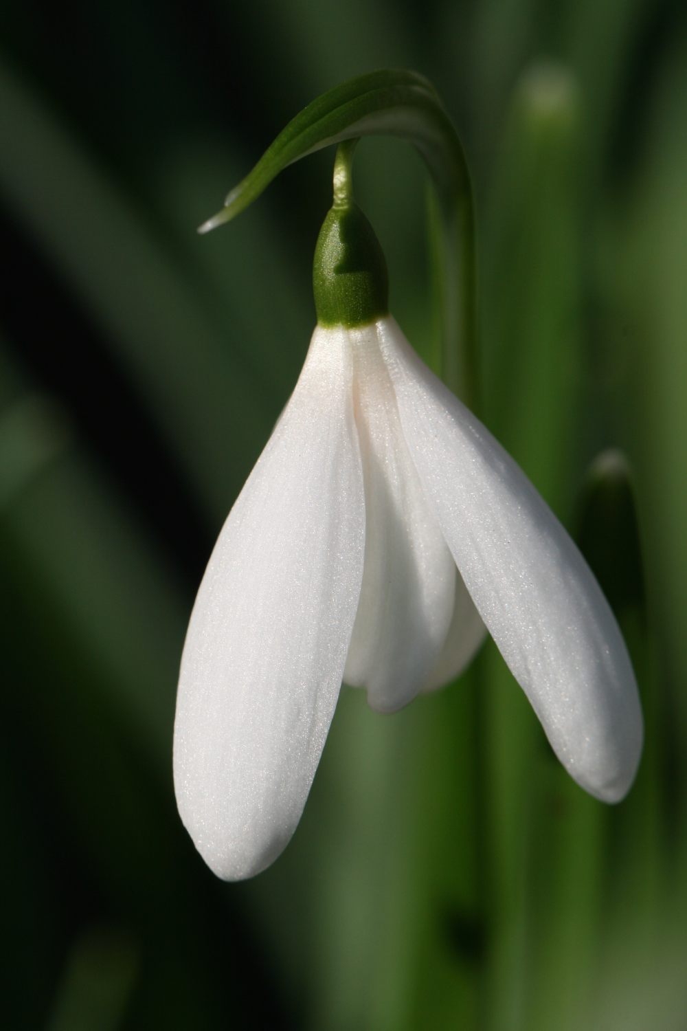 Galanthus nivalis ' Anglesey Abbey '