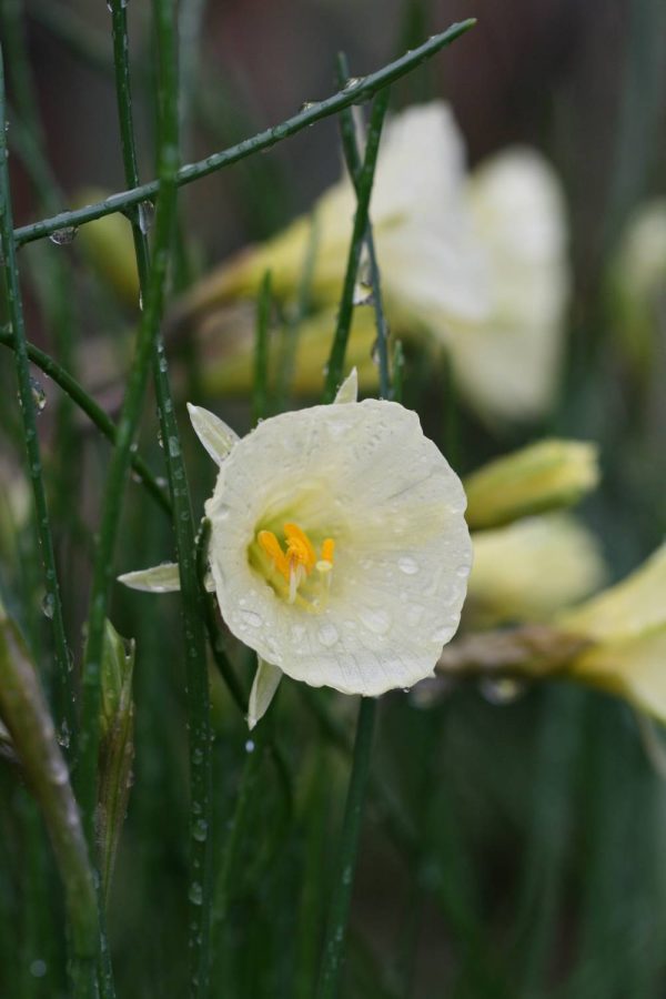 Narcissus 'Arctic Bells'