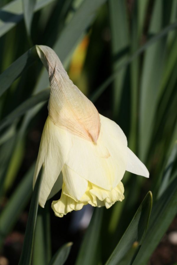 Narcissus 'Koningin Juliana'