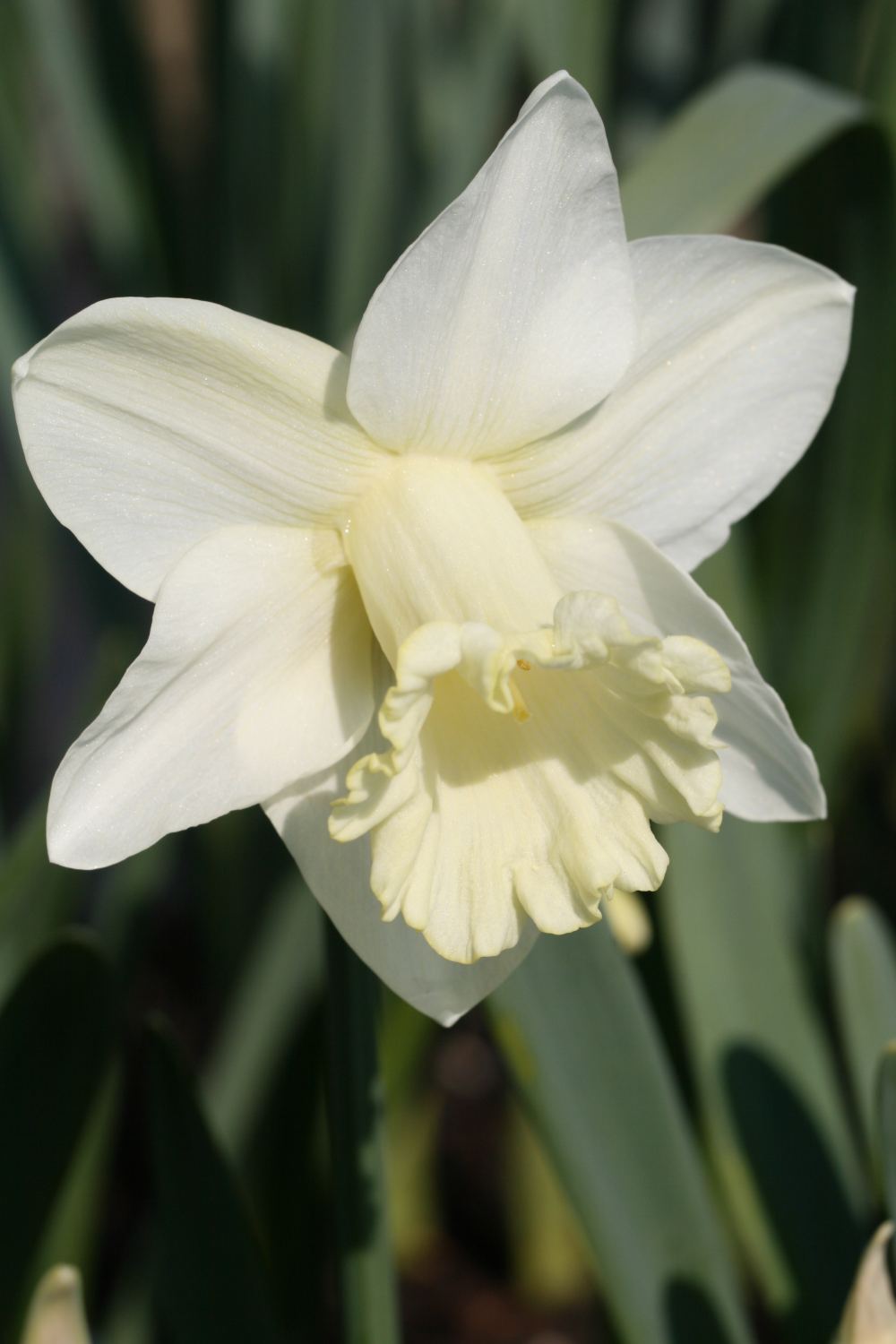 Narcissus 'Koningin Juliana'