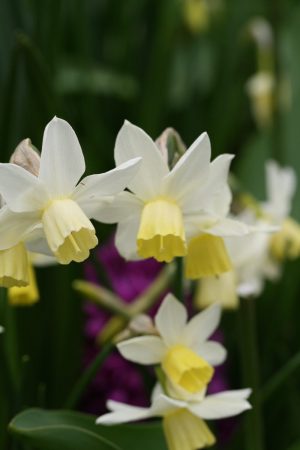 Narcissus ' Sailboat '