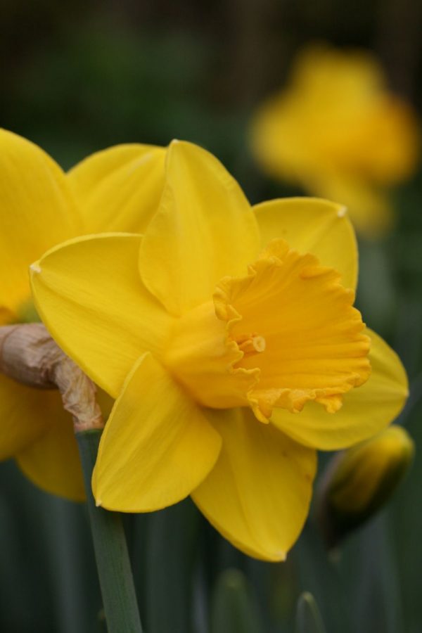 Narcissus ' Strong Gold '