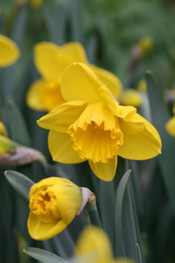 Narcissus ' Strong Gold '