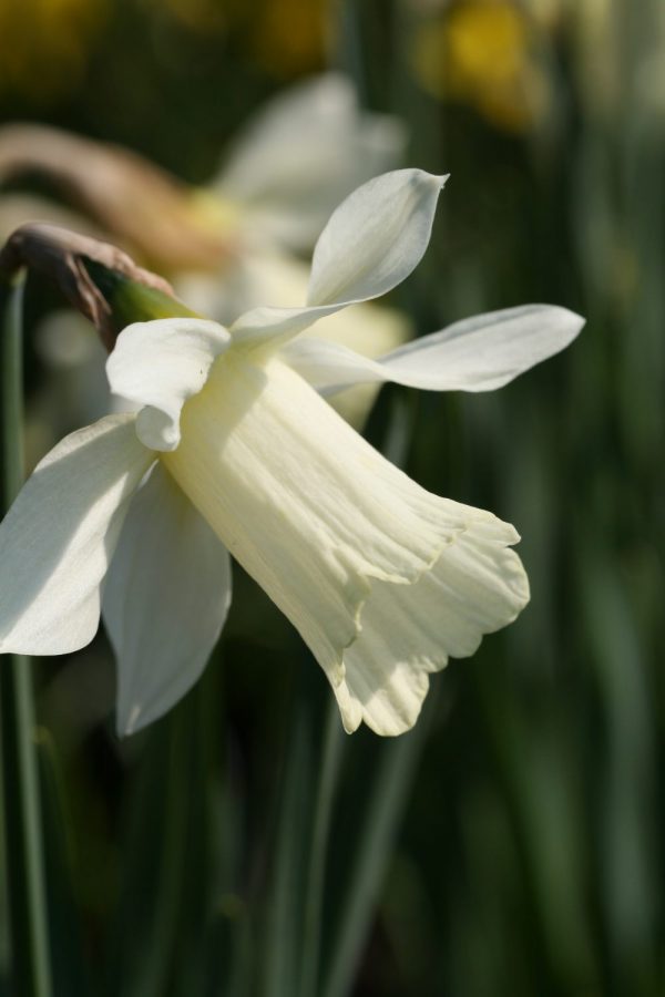 Narcissus moschatus
