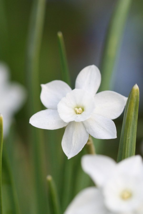 Narcissus waitieri