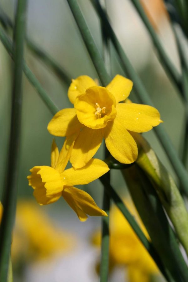 Narcissus willkommii
