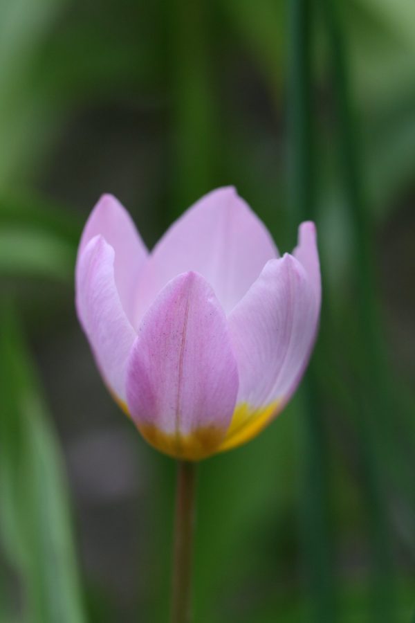 Tulipa bakeri ' Lilac Wonder '
