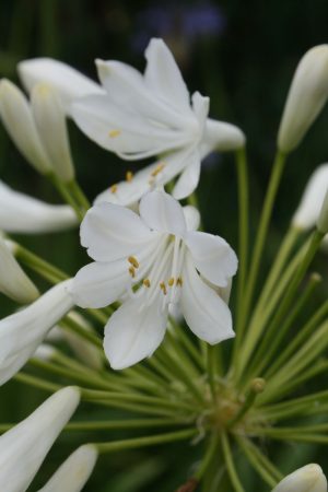 Agapanthus 'Ice Lolly'