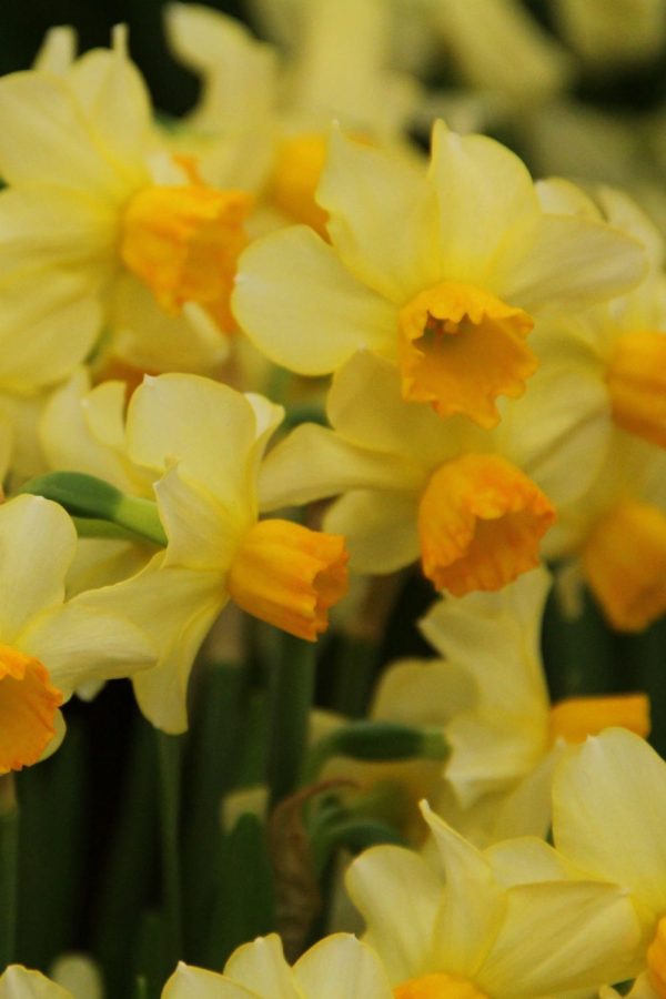 Narcissus 'Eaton Song'