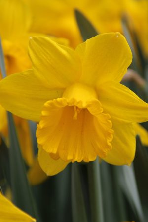 Narcissus 'Sint Victor'