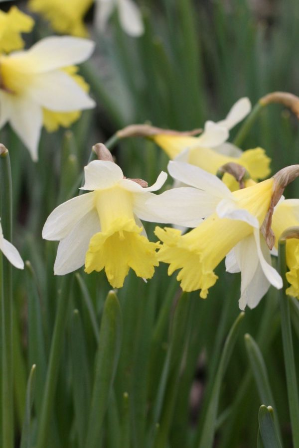 Narcissus ' Topolino '