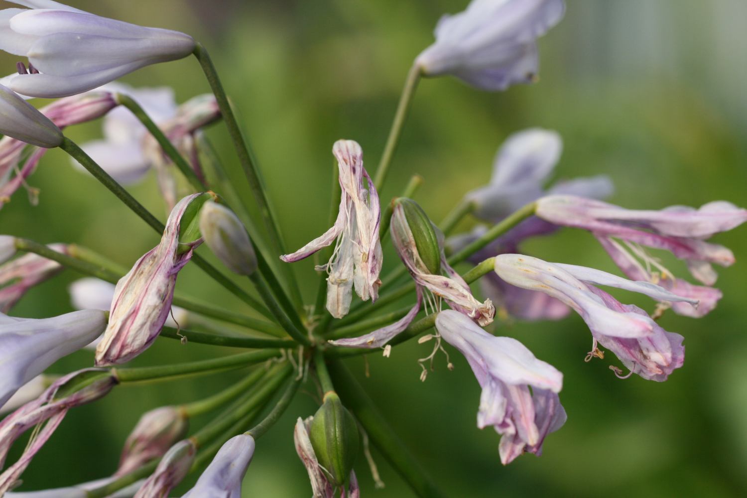 Agapanthus Lilac Flash hält seine schöne Färbung auch noch im Trocknungsprozess der Blüten fest