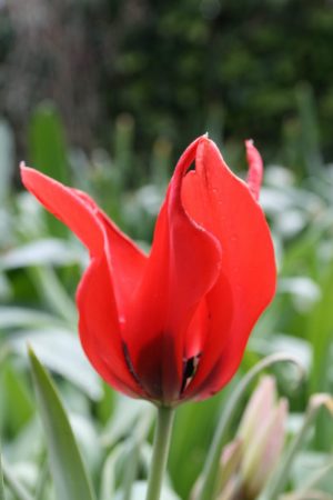 Tulipa ingens