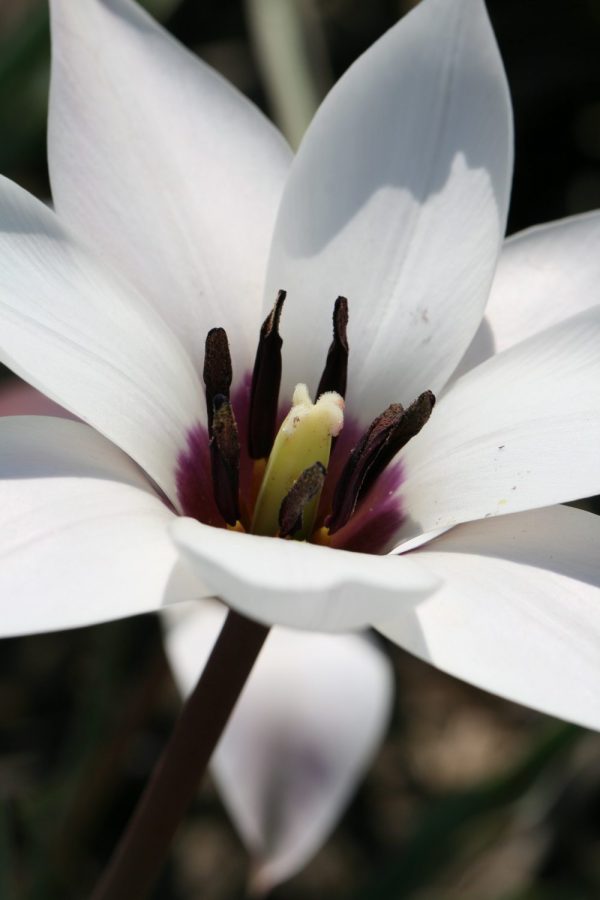 Tulipa clusiana 'Peppermintstick'