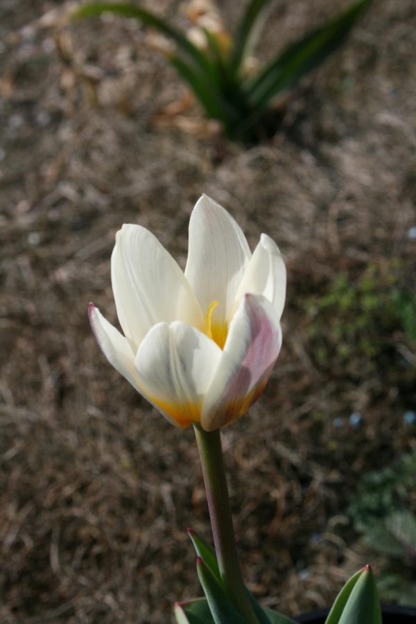 Tulipa kaufmania 'Ice Stick'