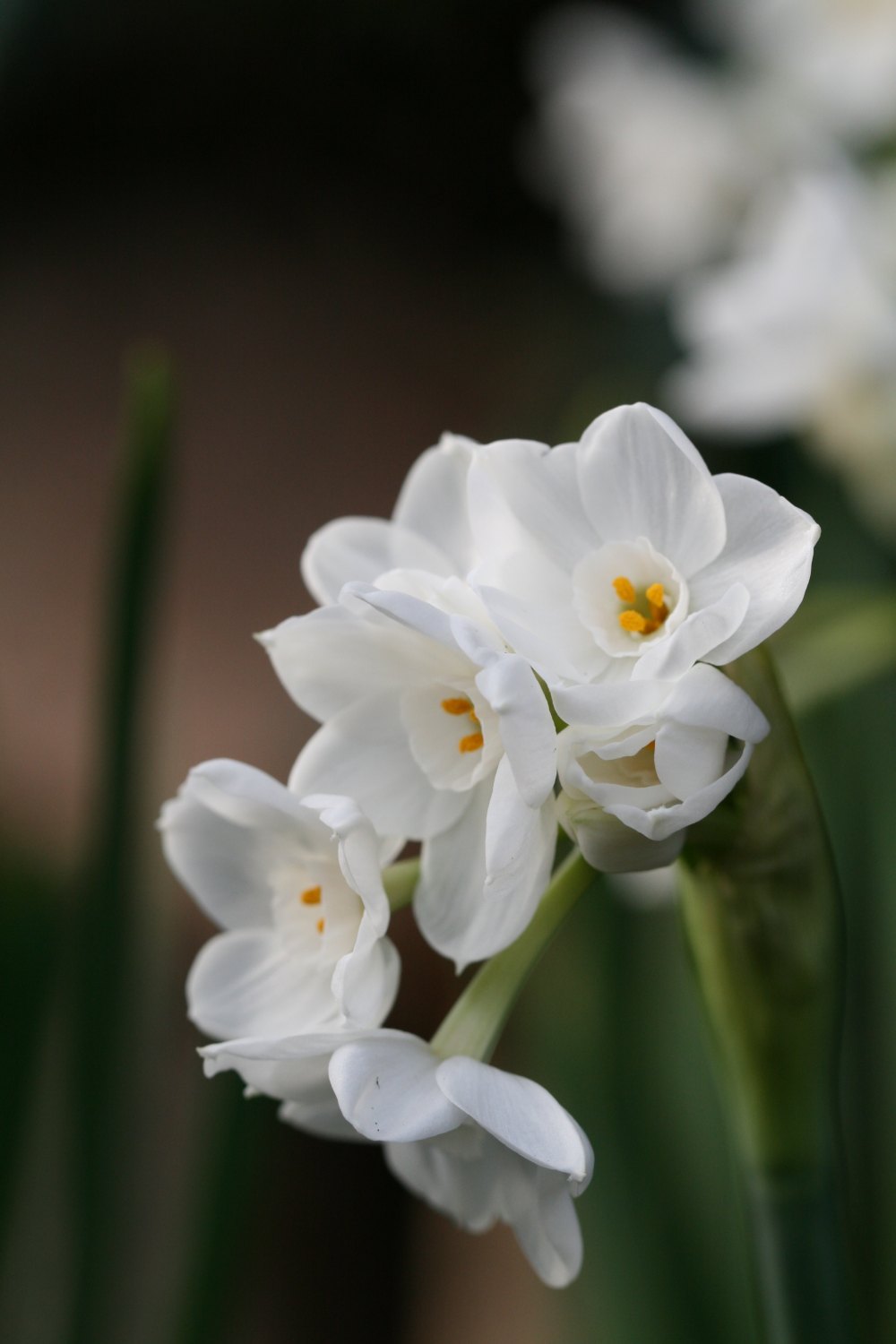 Narcissus 'Paperwhite Inbal'