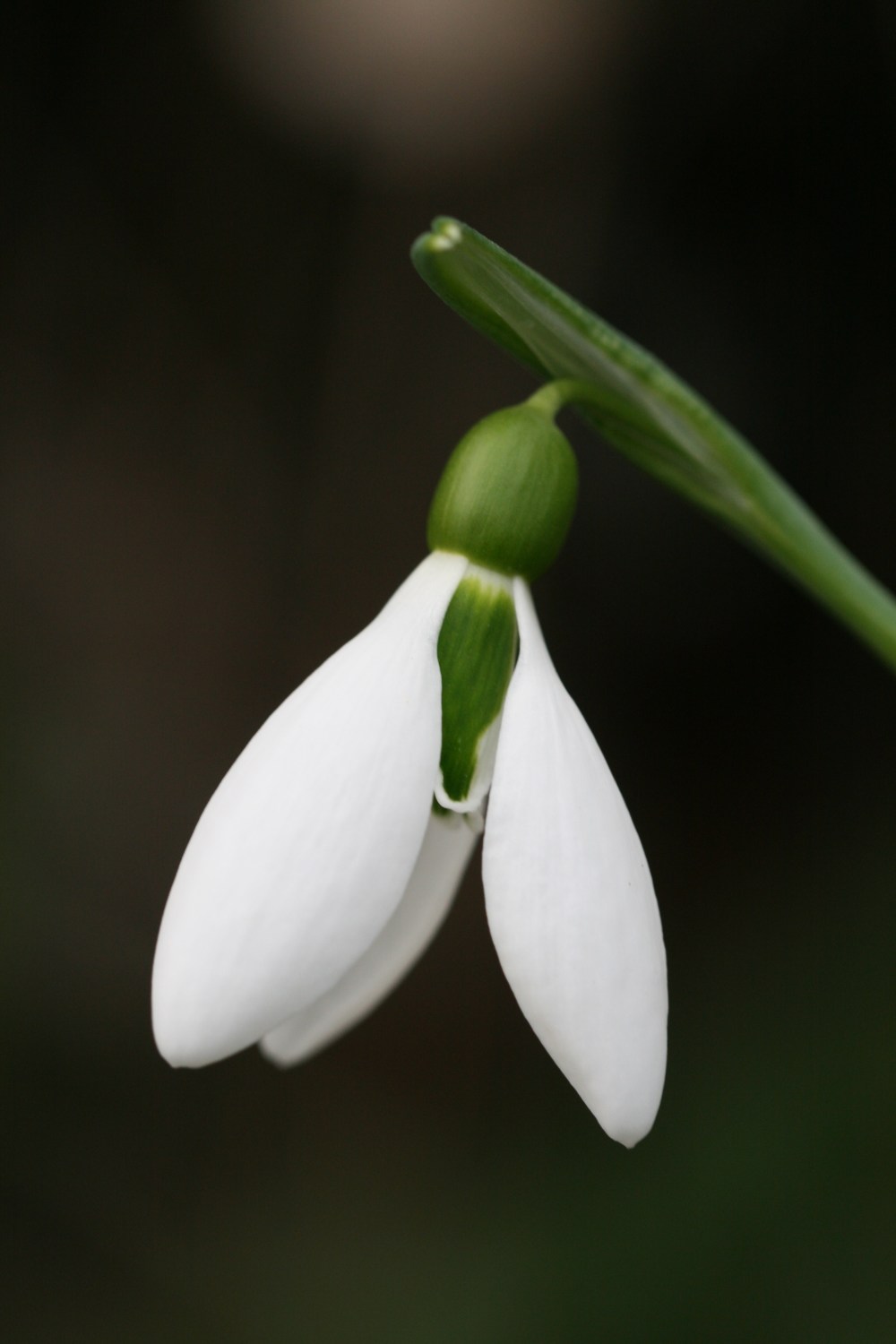 Galanthus 'The Whopper'