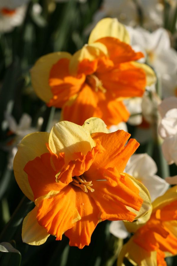 Narcissus 'Centannees'