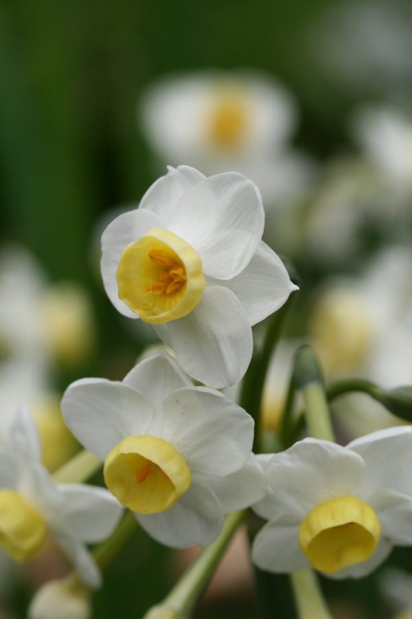 Narcissus 'Chinese Sacred Lily'