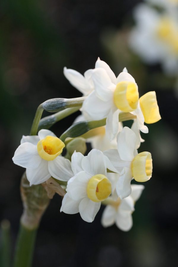 Narcissus 'Chinese Sacred Lily'