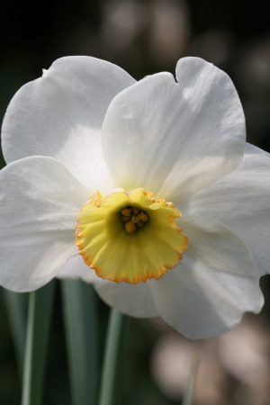 Narcissus 'Dell Chapel'