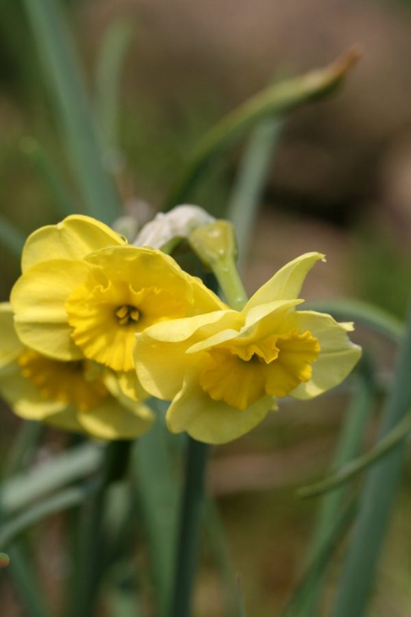 Narcissus 'Little Sentry'