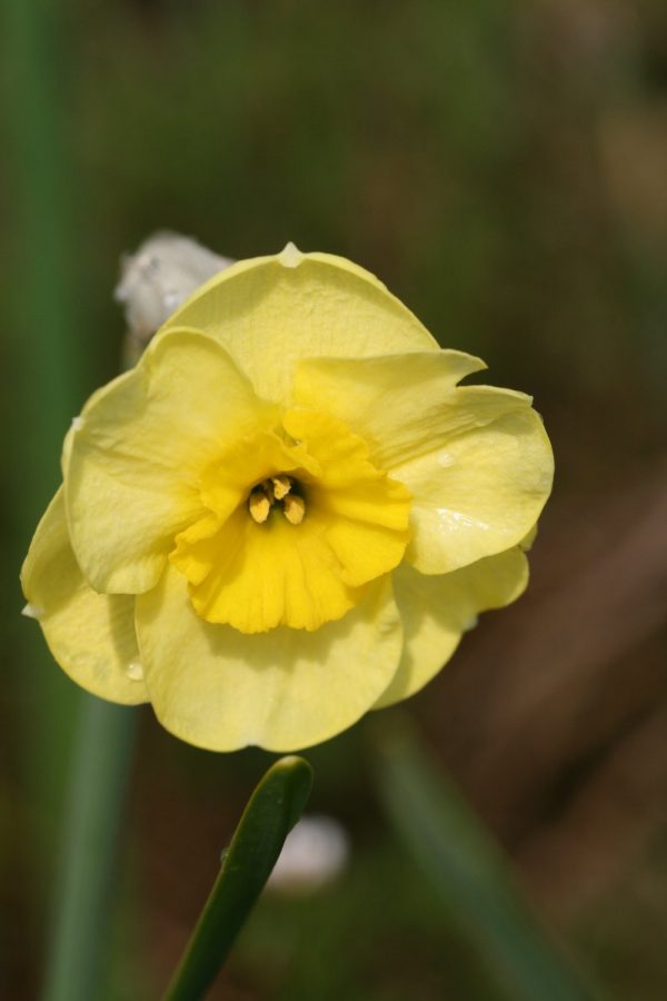 Narcissus 'Little Sentry'