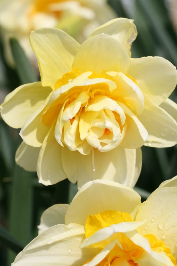 Narcissus 'Manly'
