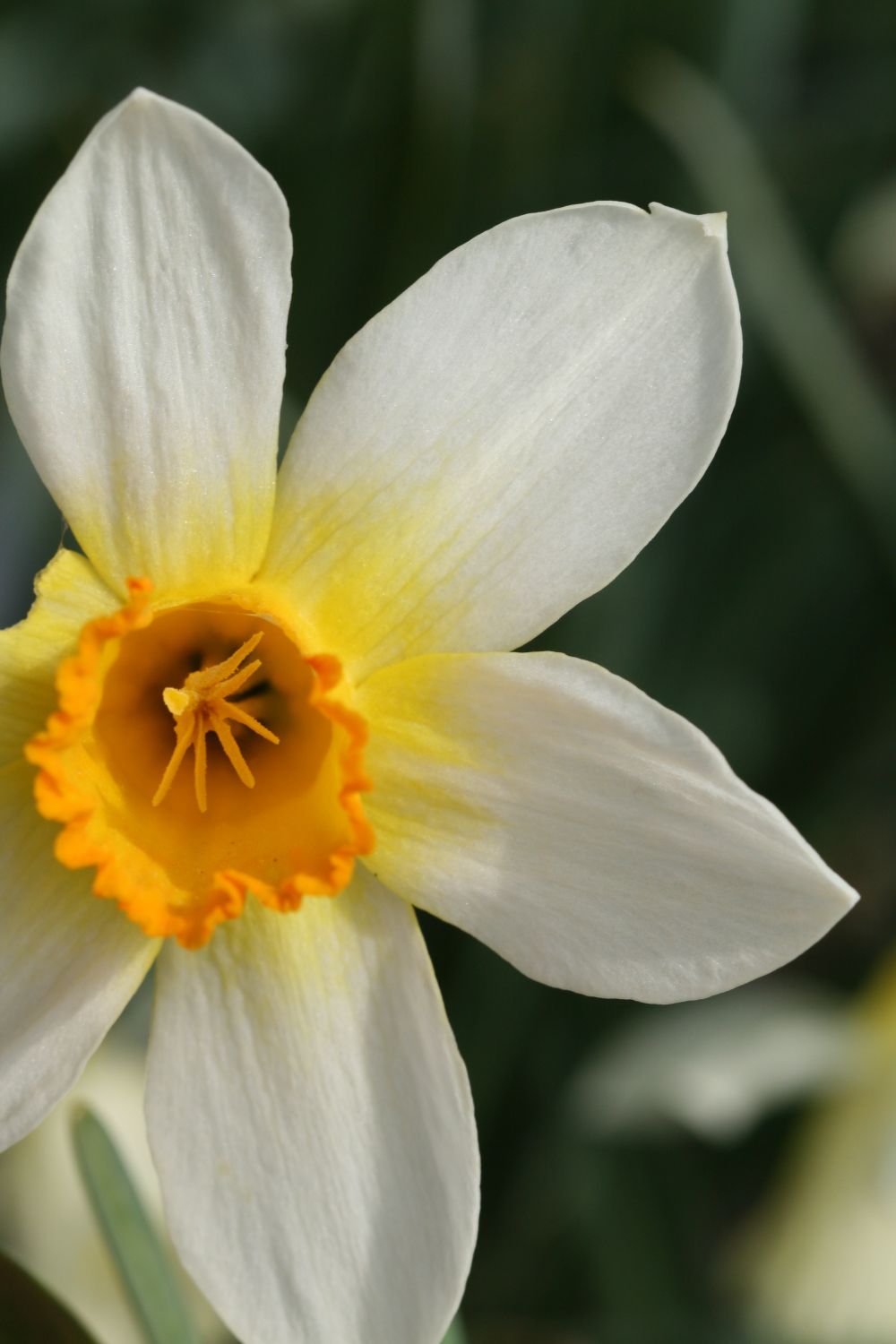 Narcissus 'Nor Nor'