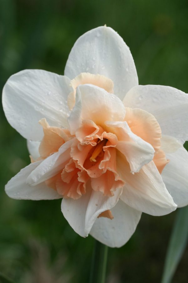 Narcissus 'Pink Paradise'