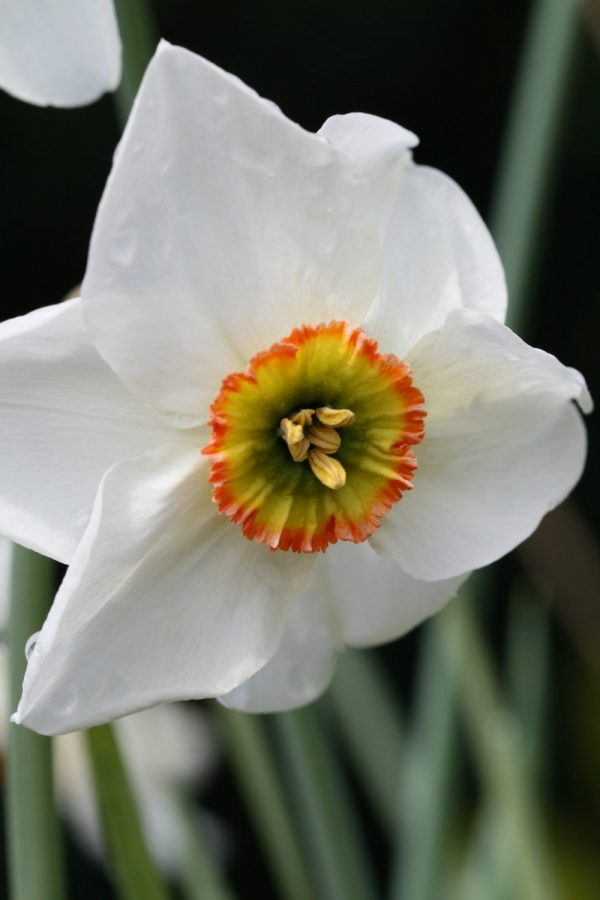 Narcissus 'Poet's Way'