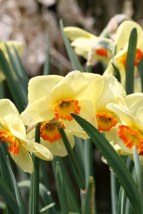 Narcissus ' Sunapee'