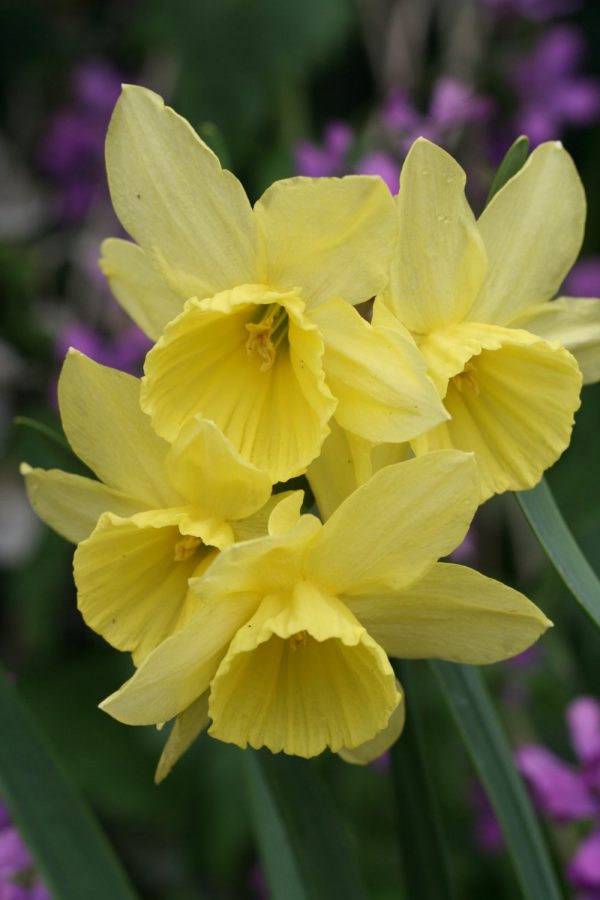 Narcissus 'Thoughtful'