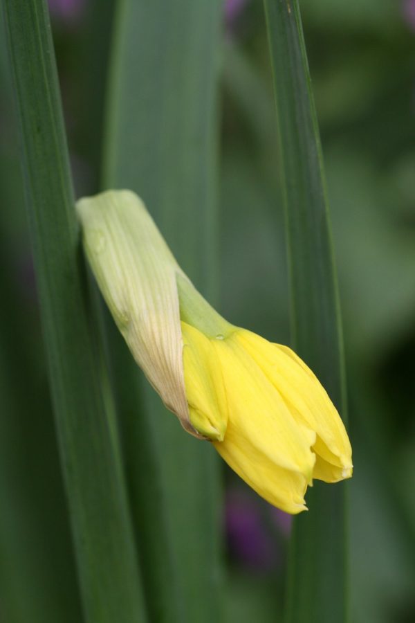 Narcissus 'Thoughtful'