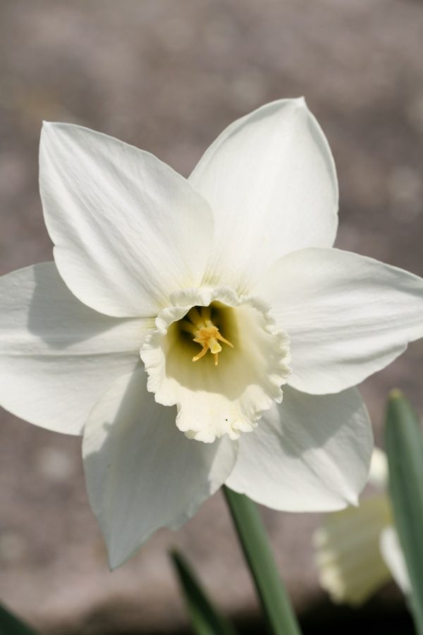 Narcissus 'White Plum'