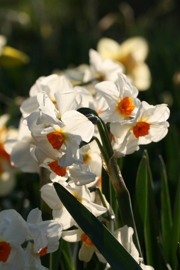 Narcissus ' Cragford'