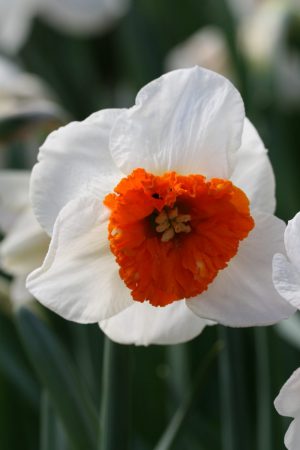 Narcissus 'Bella Vista'