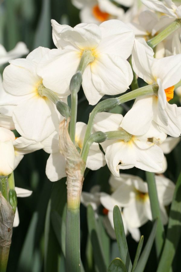 Narcissus ' Cragford '