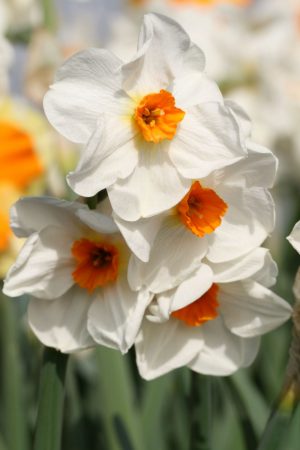 Narcissus ' Cragford '