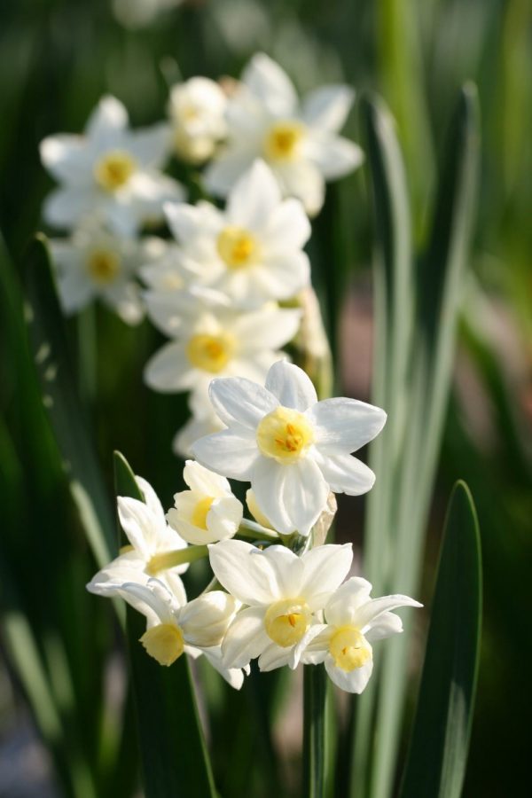 Narcissus 'Grand Primo Citronière'