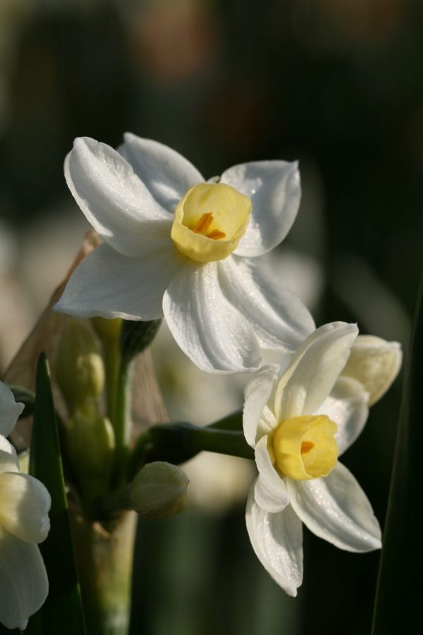 Narcissus 'Grand Primo Citronière'