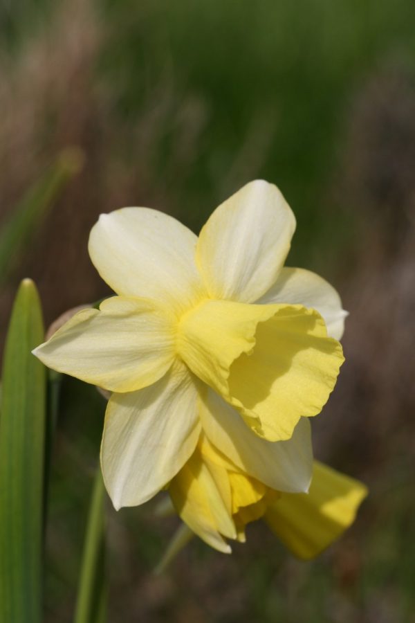 Narcissus 'Lemon Heart'