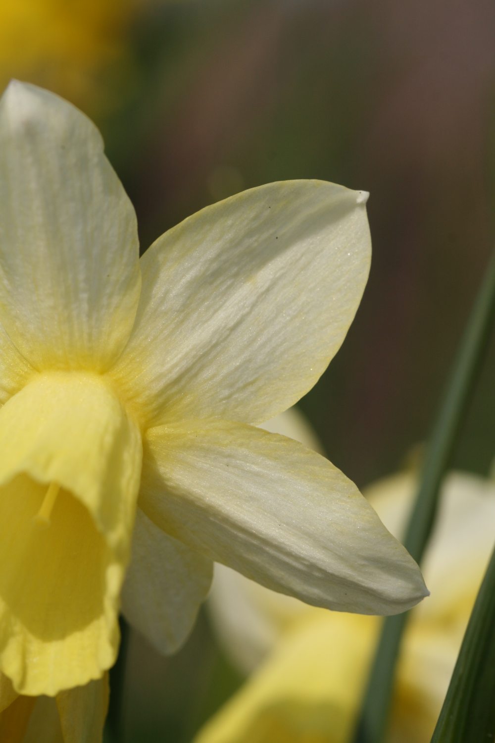 Narcissus 'Lemon Heart'