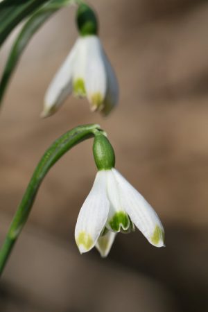Galanthus ' Janet Cropley '