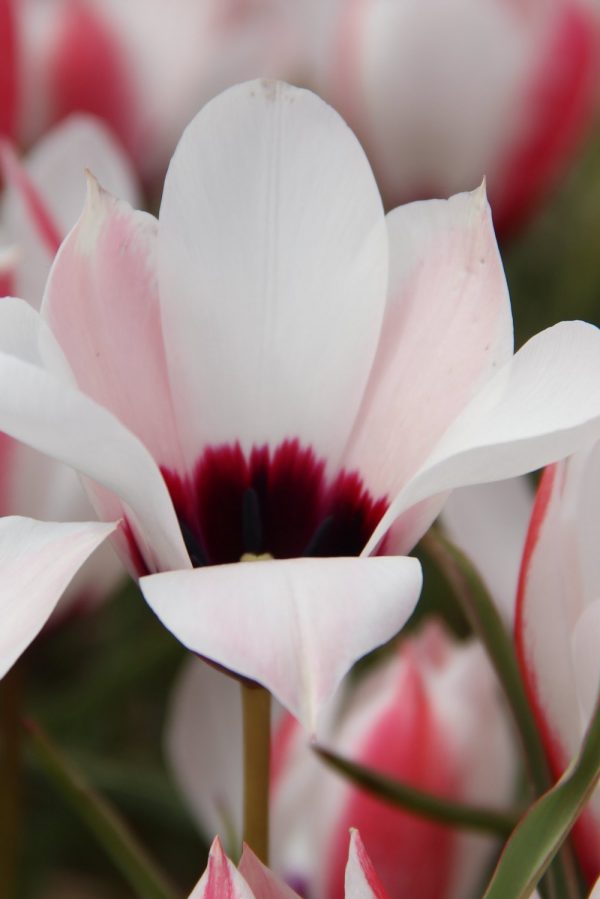 Tulipa clusiana 'Chitral Vale'